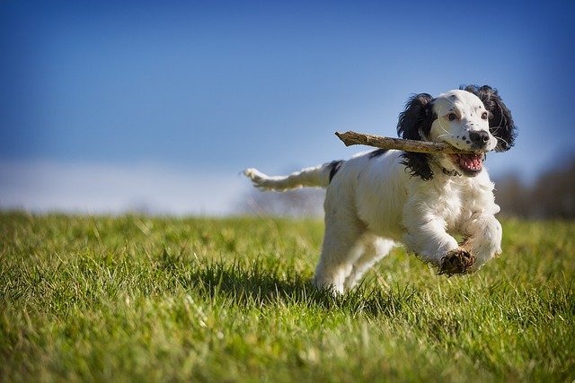 犬　楽しい