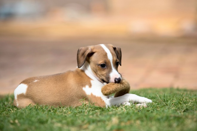 イタリアングレーハウンド　子犬