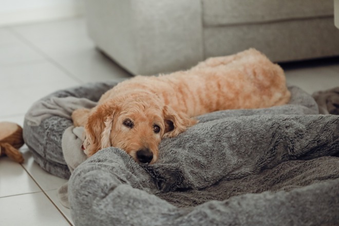 犬