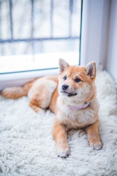 秋田犬　子犬