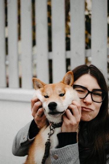 柴犬