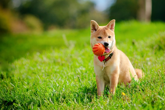 柴犬　おもちゃ