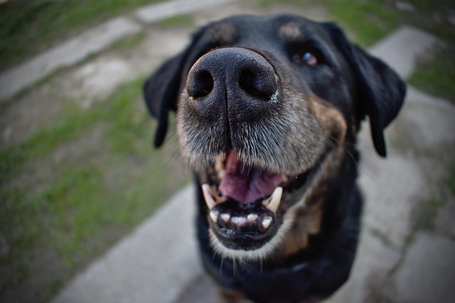 犬の歯