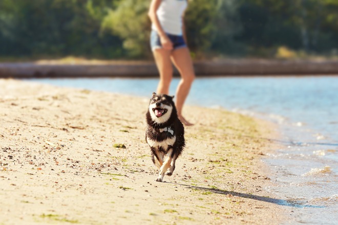 柴犬