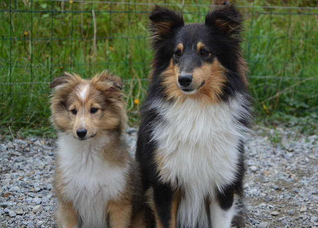 犬の避妊手術のメリット