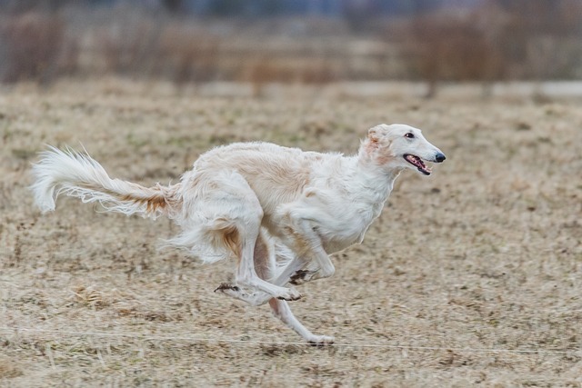 走る犬