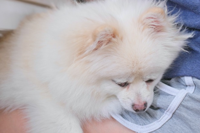 犬　飼い主の上で寝る