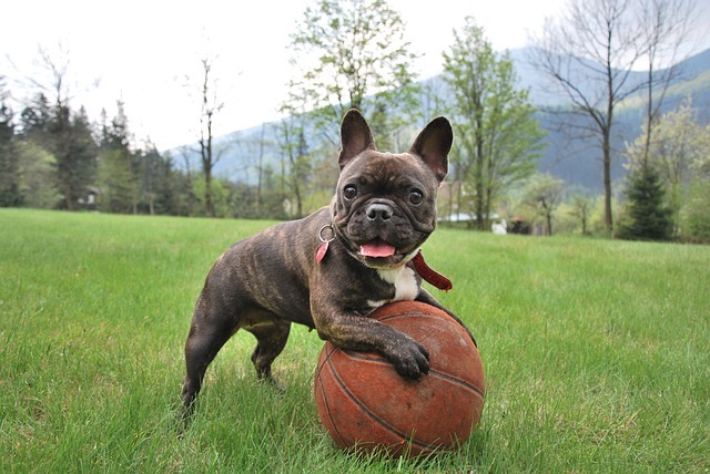 フレンチブルドッグ　子犬