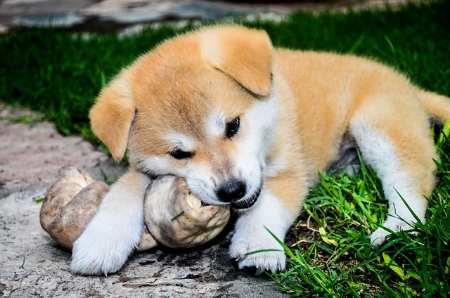 秋田犬　子犬