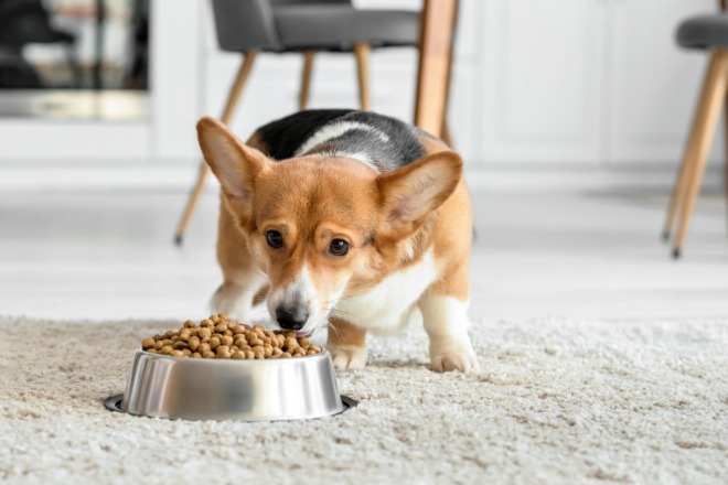 犬の餌