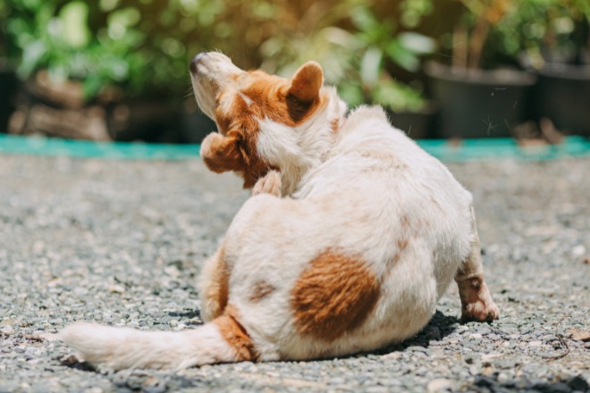 犬　ダニ