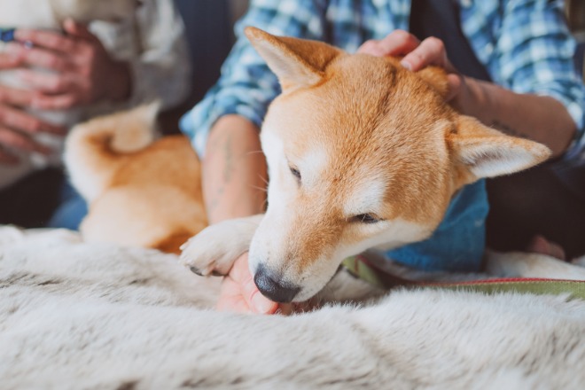 犬