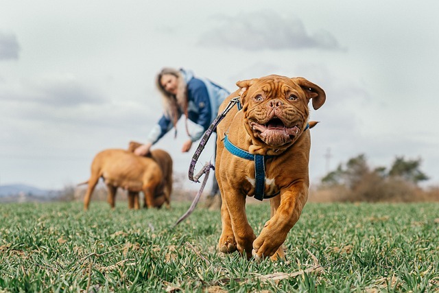 犬