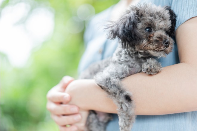 トイプードル　子犬