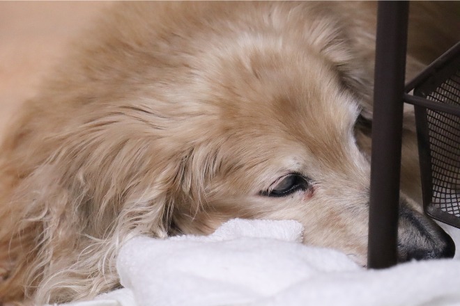 元気のない犬