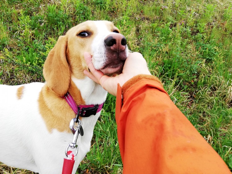 犬をしつける