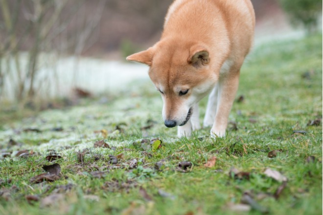 柴犬