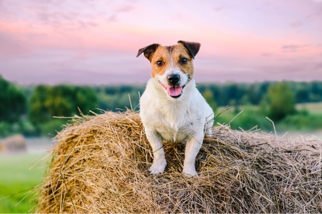 犬