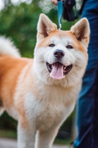 秋田犬