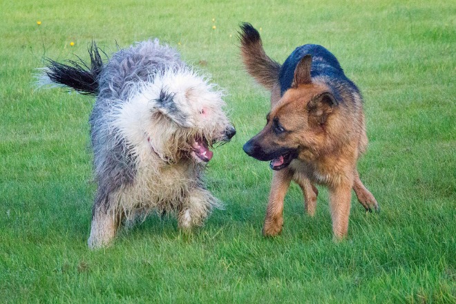 遊んでいる犬