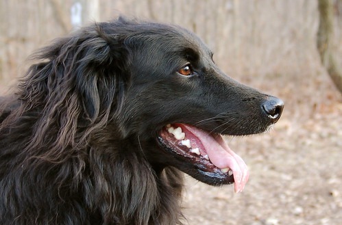 Newfoundland dog