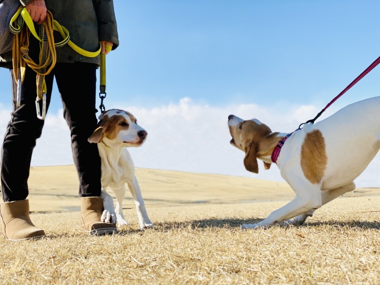 他の犬に吠える犬