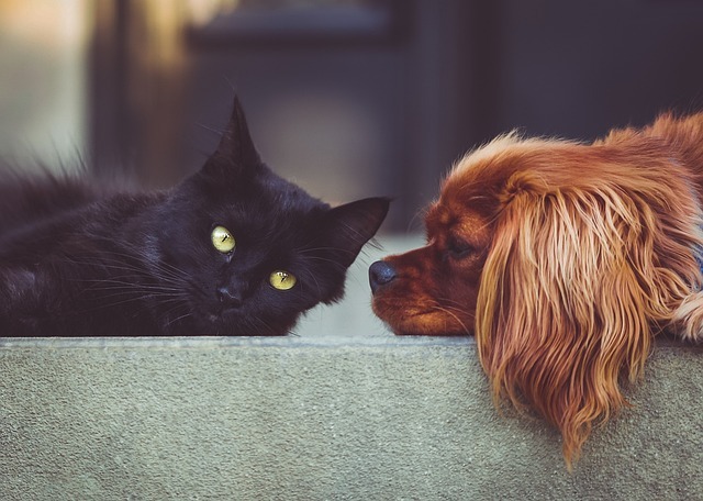 犬と猫