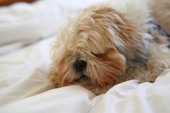 犬