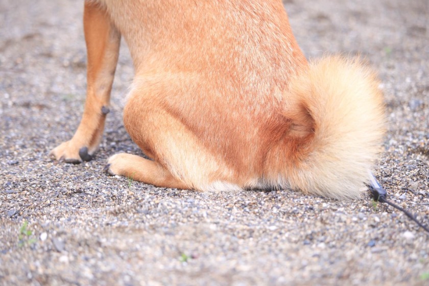 柴犬のお尻