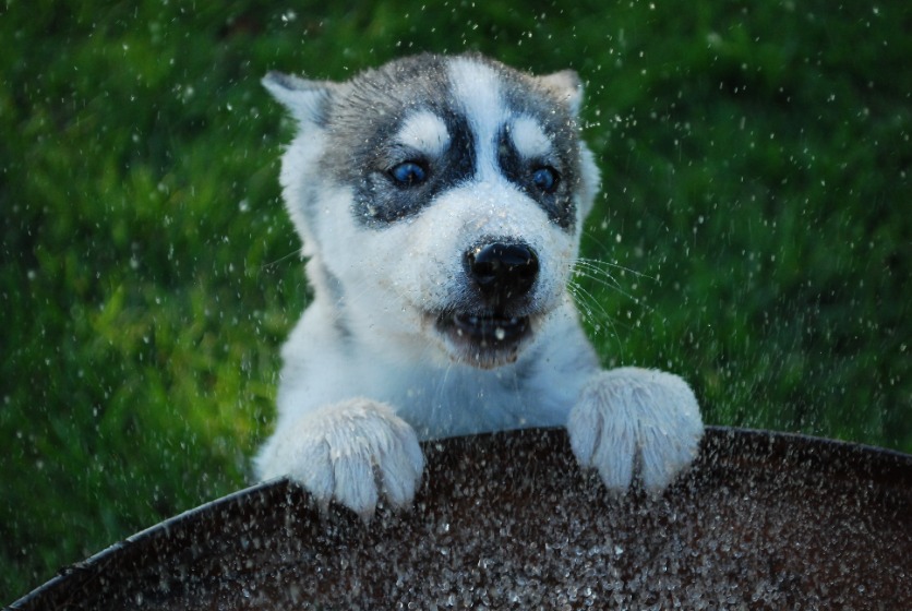 シベリアンハスキーの子犬