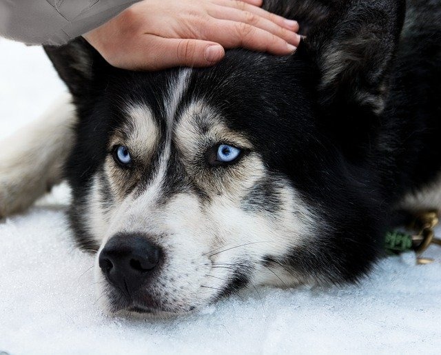 犬