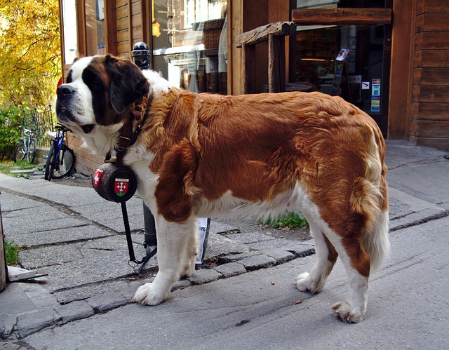 大型犬