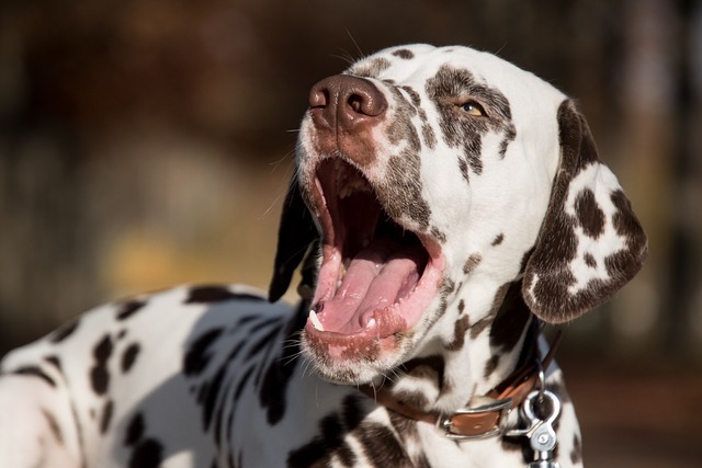 犬のあくび