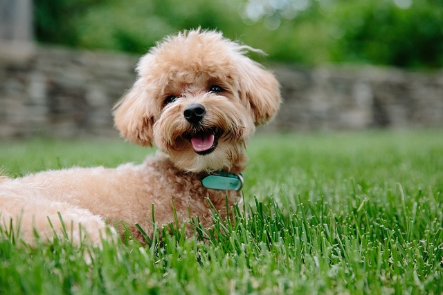 プードル　子犬