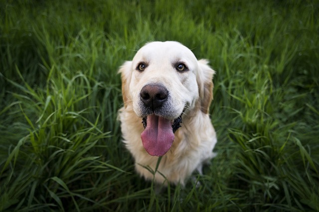 犬　草