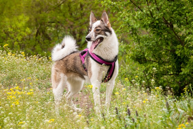 大型犬　ハーネス