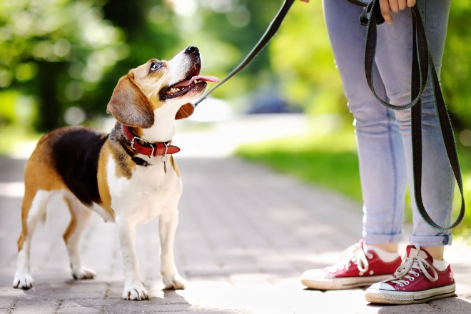 犬と飼い主