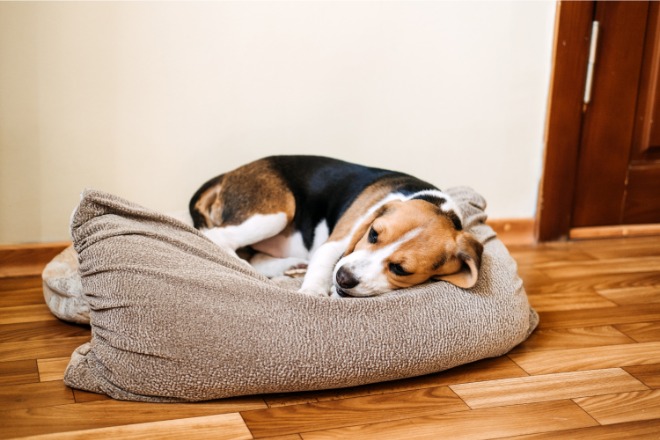 具合の悪そうな犬