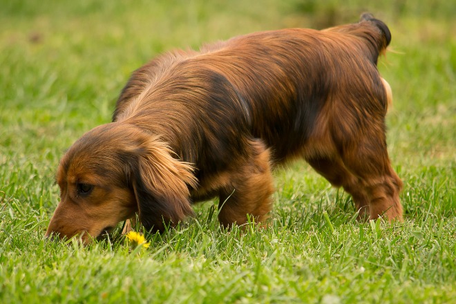 犬