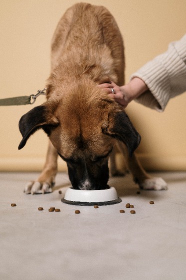 ごはんを食べる犬