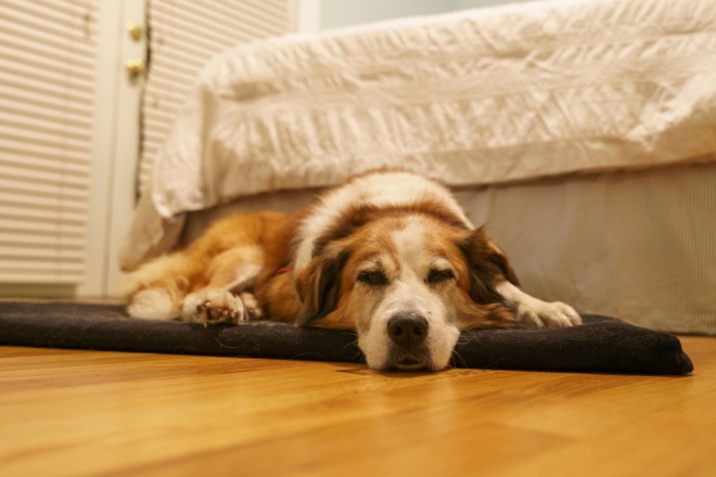 寝ている犬