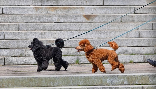 犬　散歩　プードル