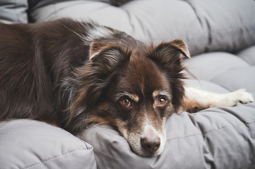 成犬の食事内容や回数や与え方