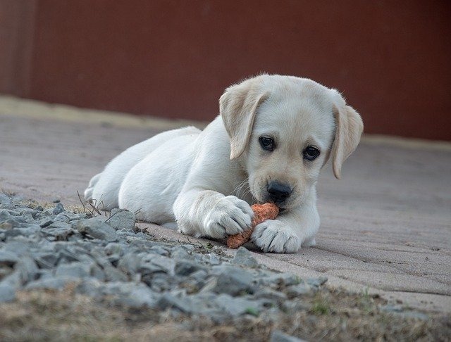 犬が拾い食いをする原因