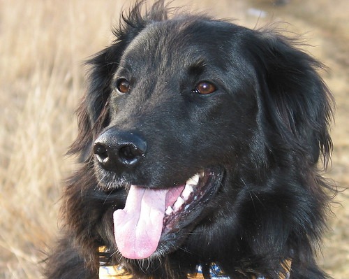 Newfoundland dog