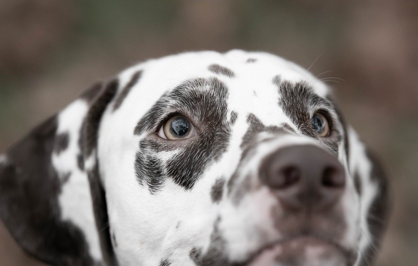 犬が食事しない時の対処法