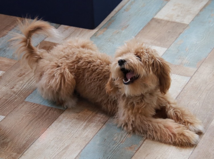 犬の無駄吠え