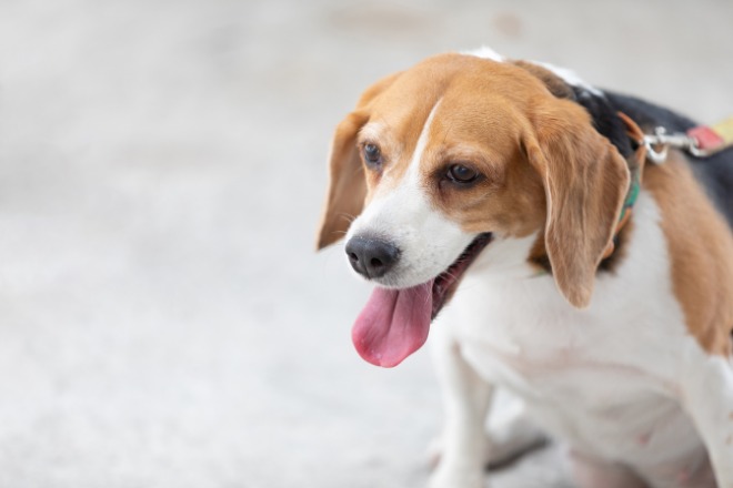 犬