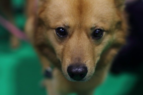 Finnish Spitz