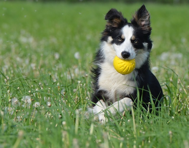 走る犬